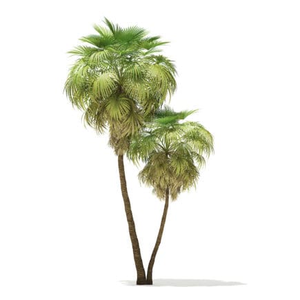 California Palm Tree 3D Model 9.9m