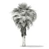 California Palm Tree 3D Model 5.9m (11066) - Image 2