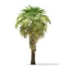 California Palm Tree 3D Model 5.9m (11066) - Image 3