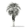 California Palm Tree 3D Model 5.9m (11066) - Image 4