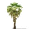 California Palm Tree 3D Model 5.9m (11066) - Image 5