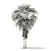 California Palm Tree 3D Model 5.9m (11066) - Image 6