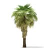 California Palm Tree 3D Model 5.9m (11066) - Image 7