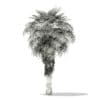 California Palm Tree 3D Model 5.9m (11066) - Image 8