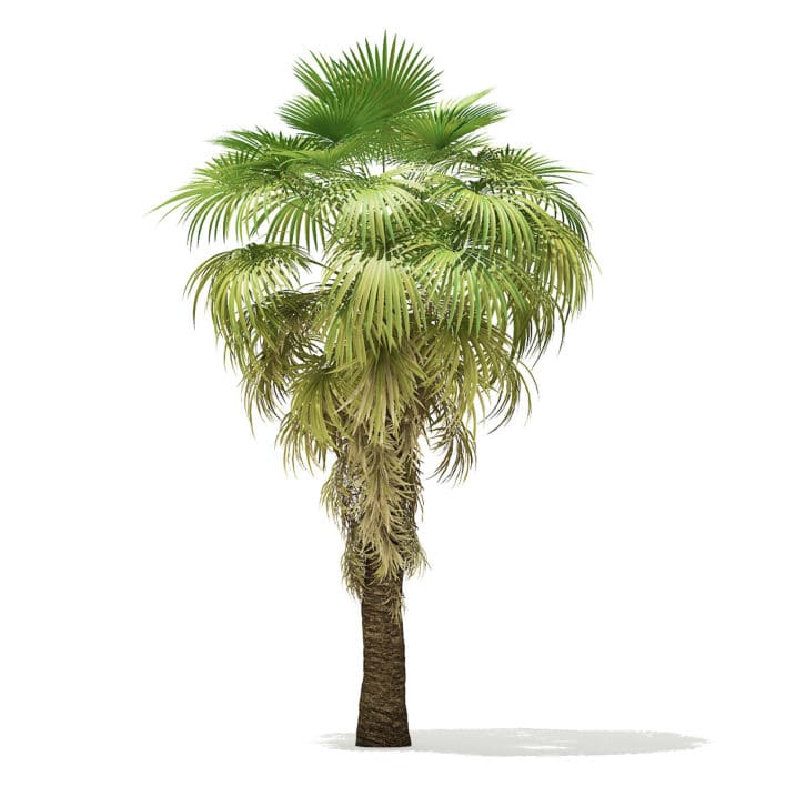 California Palm Tree 3D Model 5.9m