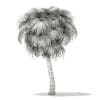 California Palm Tree 3D Model 7.5m (11067) - Image 2