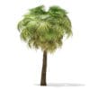 California Palm Tree 3D Model 7.5m (11067) - Image 3