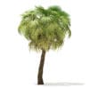 California Palm Tree 3D Model 7.5m (11067) - Image 5