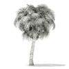 California Palm Tree 3D Model 7.5m (11067) - Image 6