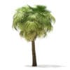 California Palm Tree 3D Model 7.5m (11067) - Image 7