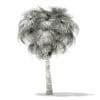 California Palm Tree 3D Model 7.5m (11067) - Image 8