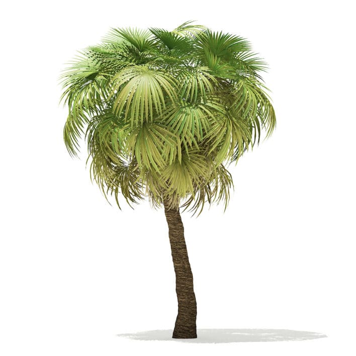 California Palm Tree 3D Model 7.5m