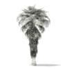 California Palm Tree 3D Model 8m (11068) - Image 2