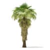 California Palm Tree 3D Model 8m (11068) - Image 3