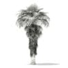 California Palm Tree 3D Model 8m (11068) - Image 4