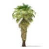 California Palm Tree 3D Model 8m (11068) - Image 5