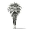 California Palm Tree 3D Model 8m (11068) - Image 6