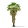 California Palm Tree 3D Model 8m (11068) - Image 7