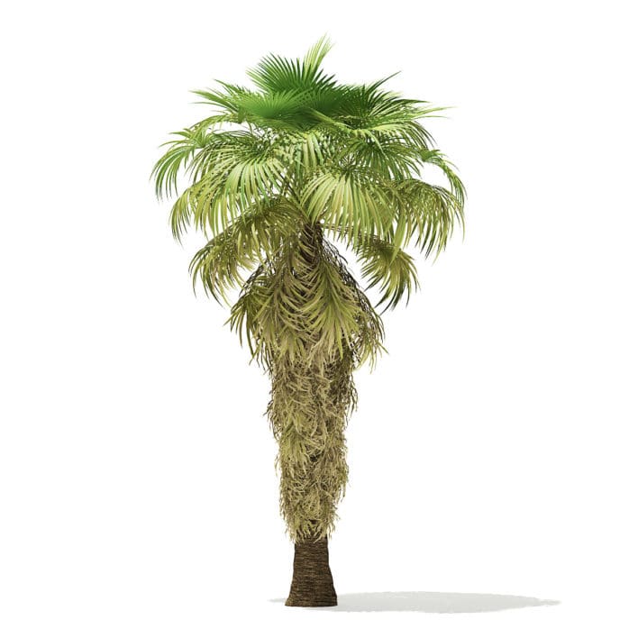 California Palm Tree 3D Model 8m