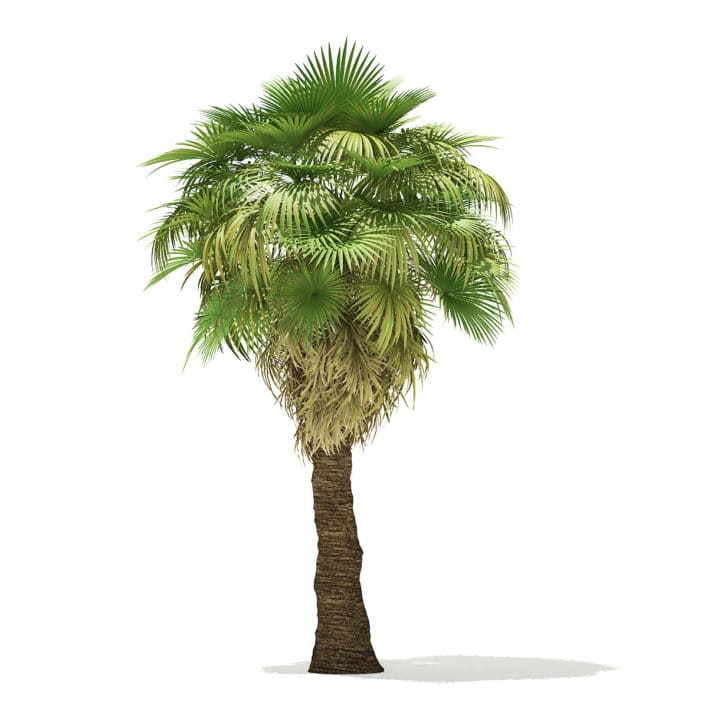 California Palm Tree 3D Model 7m