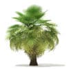 California Palm Tree 3D Model 5.4m (11070) - Image 3