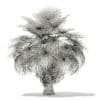 California Palm Tree 3D Model 5.4m (11070) - Image 4