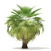 California Palm Tree 3D Model 5.4m (11070) - Image 5