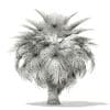 California Palm Tree 3D Model 5.4m (11070) - Image 6