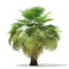 California Palm Tree 3D Model 5.4m (11070) - Image 7