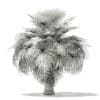 California Palm Tree 3D Model 5.4m (11070) - Image 8