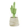 Cactus in Wicker Basket 3D Model - Image 4