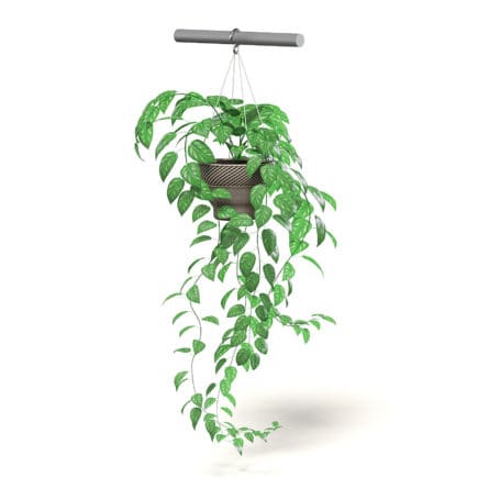 Hanging Plant 3D Model