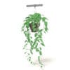 Hanging Plant 3D Model - Image 3