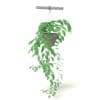 Hanging Plant 3D Model - Image 5