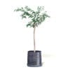 Small Tree 3D Model in Black Pot - Image 3