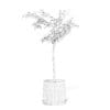 Small Tree 3D Model in Black Pot - Image 4