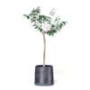 Small Tree 3D Model in Black Pot - Image 5