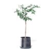 Small Tree 3D Model in Black Pot - Image 7