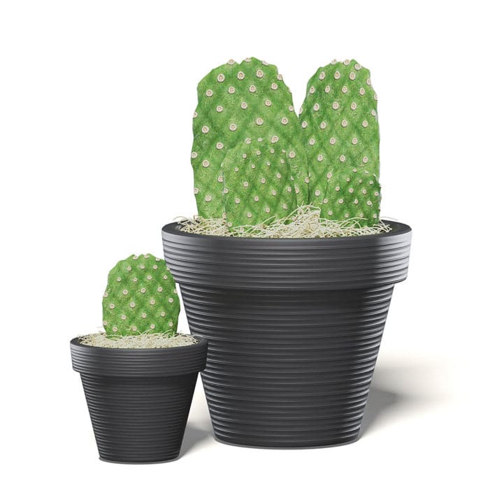 Cactuses in Black Pots 3D Model