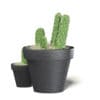 Cactuses in Black Pots 3D Model - Image 3