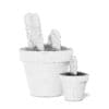 Cactuses in Black Pots 3D Model - Image 8