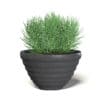Plant in Black Pot 3D Model - Image 3