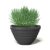 Plant in Black Pot 3D Model - Image 7