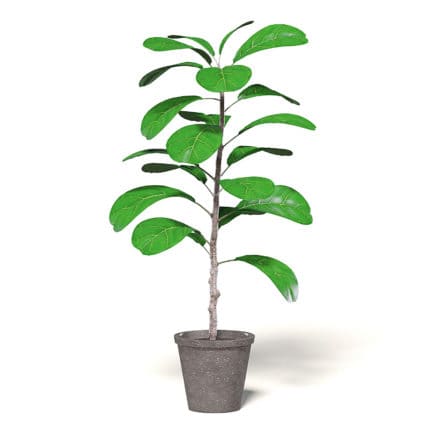 Fig Plant 3D Model in Brown Pot