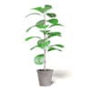 Fig Plant 3D Model in Brown Pot - Image 3