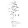 Fig Plant 3D Model in Brown Pot - Image 4