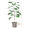 Fig Plant 3D Model in Brown Pot - Image 5