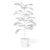 Fig Plant 3D Model in Brown Pot - Image 6