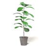 Fig Plant 3D Model in Brown Pot - Image 7