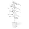 Fig Plant 3D Model in Brown Pot - Image 8
